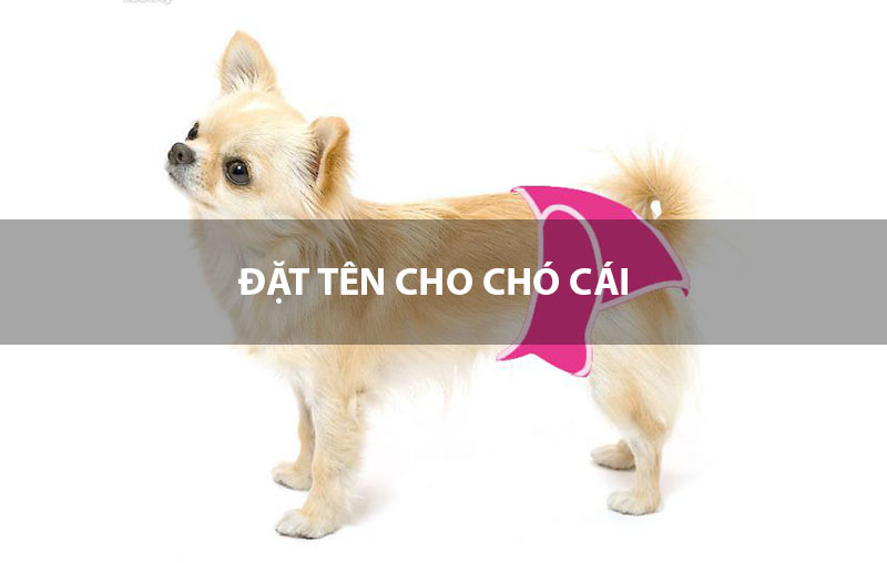 Top 10 tên hay nhất cho chó cái