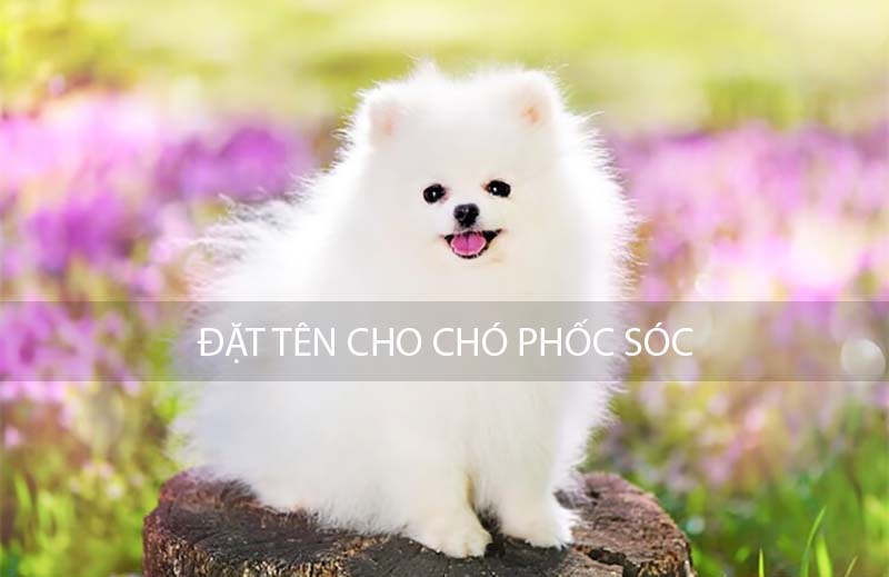 Đặt tên cho chó Phốc Sóc